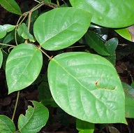 Tri-foliate climber photo